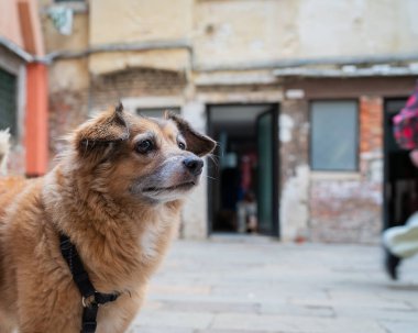 Melez köpek portresi (melez). Caddenin arka planında melez bir köpeğin portresini kapat..