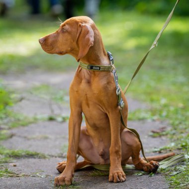Macar Vizsla, Macar Vizsla veya Macar Pointer köpeği olarak da bilinir. Vizsla parkta oturan av köpeği..