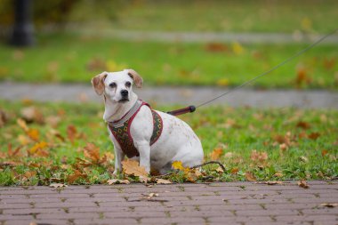 Oturan limon ve beyaz önlüklü Jack Russell Terrier parkta. Papaz Jack Russell Terrier düşen sonbahar yapraklarının arasında parkta oturuyor..