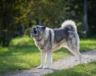 Norveç Elkhound 'u sonbahar günü bölgesini koruyor. Norveç Elkhound 'u avcı, muhafız, çoban ve koruyucudur..