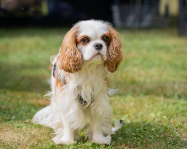 Güneşli bir günde Blenheim renginde Süvari Kralı Charles Spaniel köpeği. Beyaz-kırmızı köpek ırkı şövalye Kral Charles Spaniel, portre.