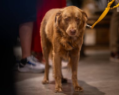 Kafeteryada melez (melez) köpek. Kafeterya kuyruğunun arka planında duran melez köpekleri kapatın..