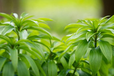 Taze yeşil canlılık ile ortaya çıkan genç bir portakal zambağı. Filiz, büyüme vaadini ve doğanın doğasında olan sürekli yenilenmeyi sembolize eder. Yeşil arkaplan.