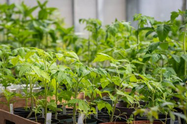 Çiçek saksısında taze domates. Küçük domates bitkisi, ekilmek üzere yetiştiriliyor. Seçici odaklanma. Yeşil arkaplan.