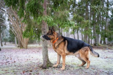 İtaatkar siyah ve bronz Alman çoban köpeği kışın ormanda poz veriyor. Bir kış günü ormanda Alman kurdu. Alman çoban köpeği çoban, muhafız ve savunucu olarak görev yaptı..