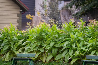 Pink blossom of a Tobacco plant in the city green area. Common Tobacco, Cultivated Tobacco (Nicotiana tabacum), flowering plant. clipart