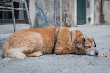 Uyuyan melez köpek (melez). Caddenin arka planında uyuyan melez köpeklere yakın..