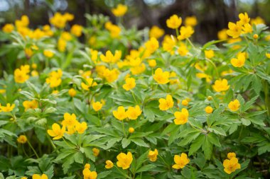 Sarı ahşap şakayık çiçeği (Anemone ranunculoides). Bahar ormanında açan sarı çiçekler. Fotokopi alanı ile bulanık arkaplan karşısında sarı şakayık çiçekleri.