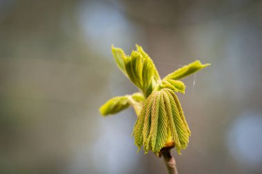 Yaygın at kestanesinin (Aesculus hippocastanum) ilkbahar yaprakları. Yapışkan at kestanesi tomurcuğu katlanmış yapraklarla açılıyor, bahar arkaplanı..