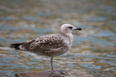Genç sarı bacaklı martı (Larus michahellis) Venedik kanalının kıyısında duruyor. Genç martı Venedik 'te fotoğraf çekti. Venedik 'in Vahşi Hayatı.