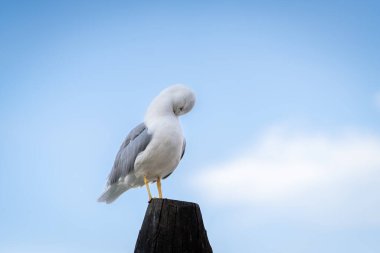 Yellow-legged gull (Larus michahellis) standing on a wooden post in Venice and cleans its plumage. Elegant Seagull standing on a wooden post and cleaning its feathers. clipart