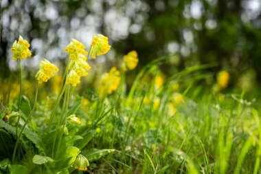 Primula veris or cowslip bright yellow flowers on the spring blurred background. Primula veris, cowslip, common cowslip, cowslip primrose a herbaceous perennial flowering plant in the primrose family Primulacea. clipart