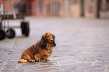 Kızıl uzun saçlı Dachshund köpek portresi. Sabahları boş bir sokakta oturan uzun saçlı kırmızı renkli daksund 'un portresi, Venedik..
