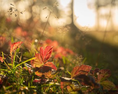 Renkli sonbahar yaprakları. Güneşli bir sonbahar günü. Sonbahar arkaplanı. Kırmızı çalılık (Rubus saxatilis) yaprakları. 