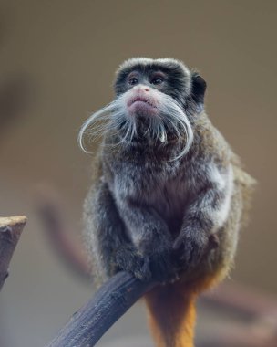 İmparator Tamarin (Saguinus imperator) uzun, olağanüstü sakallı bir maymun..