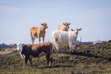 Yearling heifer Hereford and Charolais cattles with spring background. Hereford and Charolais cattle calves on coastal meadow. clipart