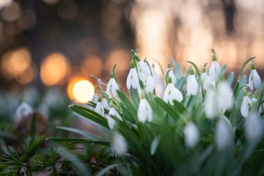 Galanthus nivalis - early spring snowdrop flowers in the park at sunset. Soft focus, spring background.Common snowdrops at sunset. Sunset background. Snowdrops in spring forest at sunset. clipart