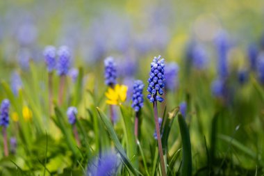 Baharın erken vakitlerinde üzüm sümbülü açar. Baharın başında Ermeni üzüm sümbülü veya bahçe üzümü sümbülü (Muscari armeniacum) mavi çiçekleri. Seçici odaklanma. Bahçede bahar çiçekleri.