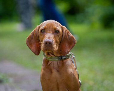 Macar Vizsla, Macar Vizsla veya Macar Pointer köpeği olarak da bilinir. Vizsla parkta oturan av köpeği..