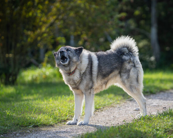 Norwegian elkhound guarding territorium in autumn day. The Norwegian Elkhound has served as a hunter, guardian, herder, and defender.