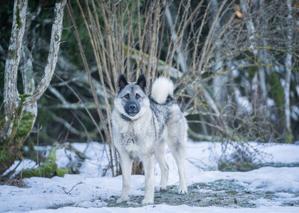 Norwegian elkhound guarding house in winter day. The Norwegian Elkhound has served as a hunter, guardian, herder, and defender.