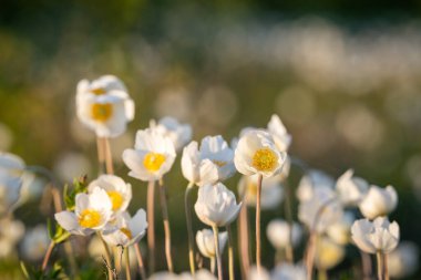 Anemone hecesi, kartopu şakayığı ya da kıyı otlağındaki kar tanesi olarak bilinir. Anemone heceheri (