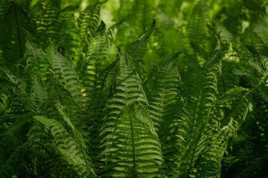 Ostrich fern (Matteuccia struthiopteris).  Green background. Natural background of green leaves. clipart