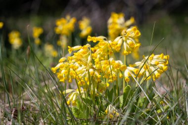 Basit ama sevimli inek kaymaları bahar ve Paskalya ile eş anlamlıdır. Primula veris. Parlak sarı, çan şeklinde çiçekler. Koyu yeşil ve buruşuk yapraklar. Açık arazilerde, çayırlarda, sahil kumullarında bulunur.. 