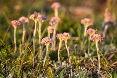 Kuzey Avrupa 'da küçük, pembe bir kedi ayağı, Antennaria dioica çiçeği. Antennaria dioica 'nın çiçeklerine yakın mesafede kedi ayağı, taştan kedi ayağı, dağa bağlı, Cudweed olarak da bilinir..