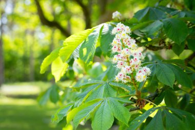 At kestanesi Aesculus hippocastanum, çiçek açan Conker ağacı. At kestanesi ağacının çiçek mumu.