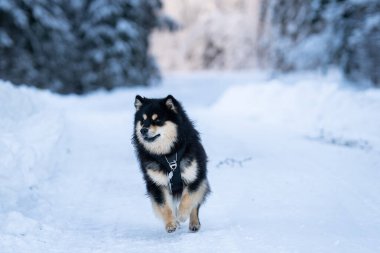 Finlandiya Lapphund 'u kış mevsiminde kar altında açık havada koşar. Ormanda kar altında koşan Fince Lapphund köpeği.