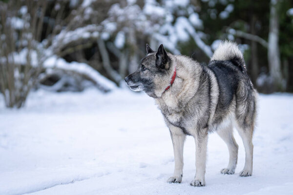 Norwegian elkhound guarding in winter day. The Norwegian Elkhound has served as a hunter, guardian, herder, and defender.