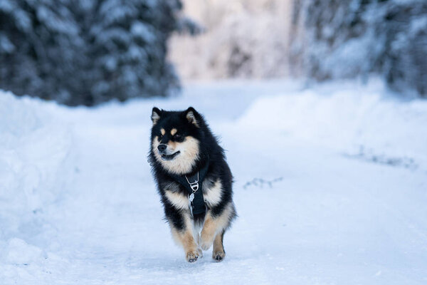 Finnish Lapphund running outdoors in snow during winter season. Running Finnish Lapphund dog during snow in forest.