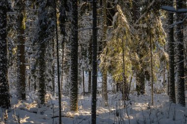 Kış ormanında karla kaplı küçük ladin ağacı. Ağaçların arasından gelen güneş ışığındaki küçük köknar ağacı. Gün batımında karla kaplı bir orman..