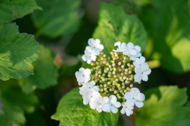 Viburnum opulus, Guelder gülü. Yeşil arka planda çiçek açan güzel beyaz Viburnum çalıları. Seçici odaklanma, yakın plan. Yeşil tasarım için doğa konsepti.