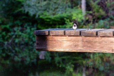 White wagtail (Motacilla alba) on a footbridge at the water's edge. An adult white wagtail on a floating bridge on a lake. clipart