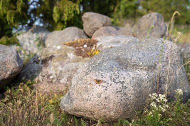 Turuncu kelebek, küçük kaplumbağa kabuğu (aglais urticae), bir kayanın üzerinde oturur. Taş zemin, metin için yer ve boşluğu kopyala. Küçük bir kaplumbağa kabuğu kelebeği bir kayanın üzerinde ısınıyor..