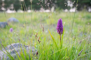 Doğal ortamda çiçek açan bir çiçek. Mor Orkide, Dactylorhiza incarnata.Mor Erken Bataklık - orkide çiçeği, Dactylorhiza incarnata. 