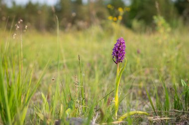 Close-up of purple Orchid, Dactylorhiza incarnata. Purple Early Marsh - orchid blossom, Dactylorhiza incarnata. Blooming flower in a natural environment. clipart