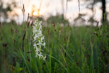 White wild lesser butterfly-orchid (Platanthera bifolia) flowers in bloom. Protected plant on tiny islet in Baltic Sea. clipart