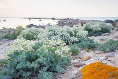Deniz kenarında çiçek açan lahana (Crambe maritima) bitkileriyle dolu taşlı plaj. Deniz lahanası, sahilde beyaz çiçeklere yakın - doğal sağlık.