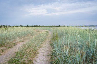 Kumsal boyunca kumlu bir patika. Leymus arenarius, kum çimi, deniz lyme otu, ya da sadece lyme otu..