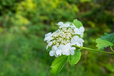Viburnum opulus, Guelder gülü. Yeşil arka planda çiçek açan güzel beyaz Viburnum çalıları. Seçici odaklanma, yakın plan. Yeşil tasarım için doğa konsepti.