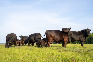 Kara Aberdeen Angus sığırları Hiiumaa 'nın kuzey kıyısında bir çayırda otluyor. Siyah Angus boğası, sahildeki çayırlarda inekler ve buzağılar.