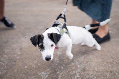 Bir Jack Russell Terrier köpeği liman köprüsünde yürürken tasmasını sıkıca çeker. Jack Russel Terrier bir yürüyüşte tasmayı öne çekiyor. Köpekçik için itaat eğitimi. Köpek gezdirme. Köpek bakıcısı