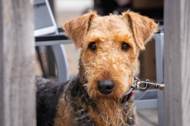 Head shot portrait of Airedale Terrier dog. Airedale terrier dog portrait outdoors in summer. clipart