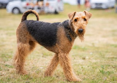 Airedale Teriyeri çimlerin üzerinde duruyor. Siyah ve bronz tenli Airedale Terrier köpeğinin çimenlerde yürüdüğü bir profil görüntüsü. Teriyerlerin kralı olarak bilinir..
