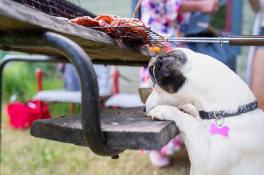 Jack Russell Terrier puppy looking at barbecue grill. Jack Russell Terrier dog dreams about a bit of tasty meat. Midsummer. Celebration.  clipart