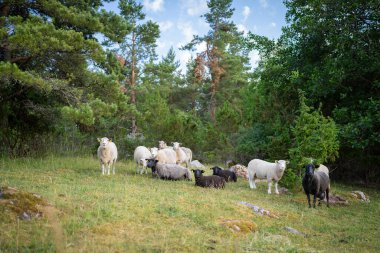 Flock of sheep on a meadow. Forest background. Landscape caretaker. West Estonian Archipelago Biosphere Reserve.  Black sheep. clipart