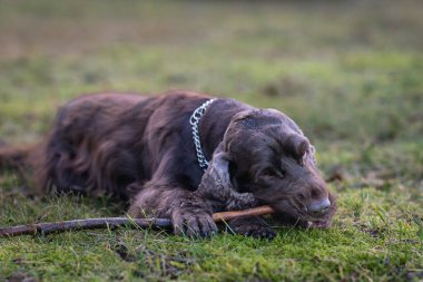 Çikolata kahverengi cocker spaniel yürürken bir çubuk çiğner. Yakın plan. Kahverengi Cocker Spaniel köpeği çimenlerde uzanıyor ve sopa çiğniyor..